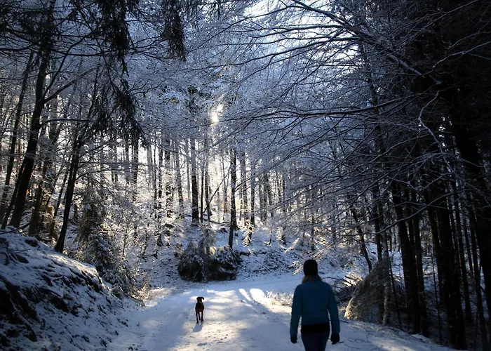 Hotel Waldhotel Schinkenwirt Olsberg